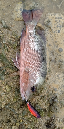 ゴマフエダイの釣果