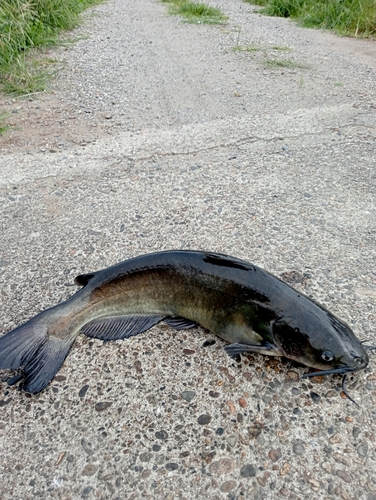 アメリカナマズの釣果