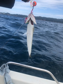 エソの釣果