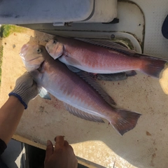 シロアマダイの釣果