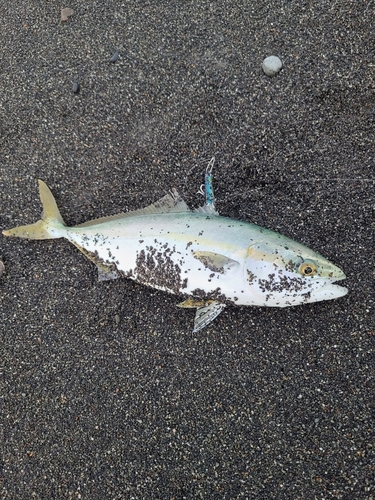 ワカシの釣果