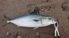 ツバスの釣果