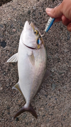 カンパチの釣果