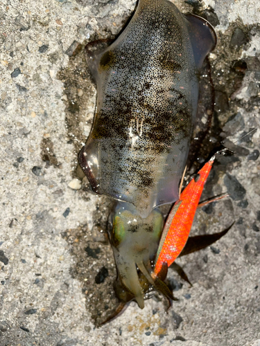 アオリイカの釣果