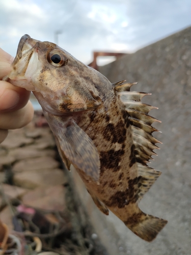 タケノコメバルの釣果