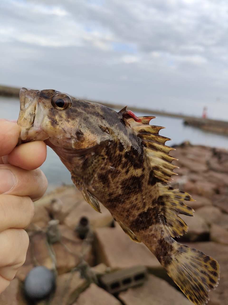 タケノコメバル