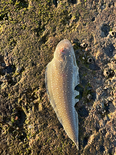 シタビラメの釣果