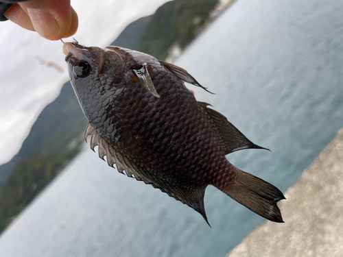 クロスズメダイの釣果