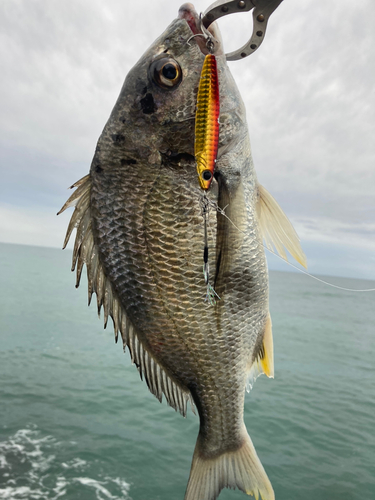 キビレの釣果