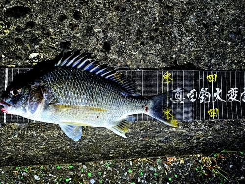 キチヌの釣果