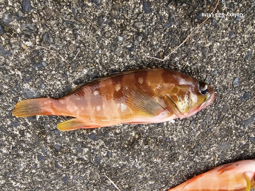 アカハタの釣果