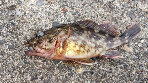 カサゴの釣果