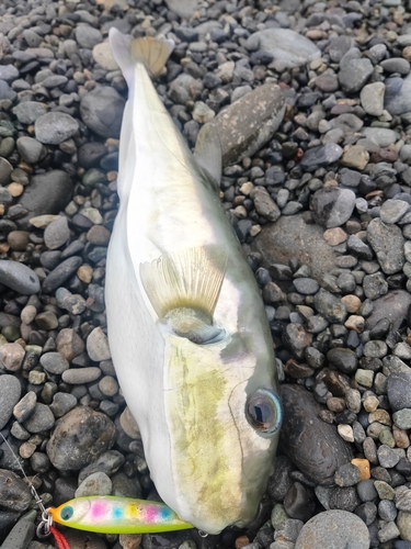 フグの釣果