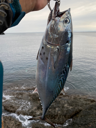 スマガツオの釣果