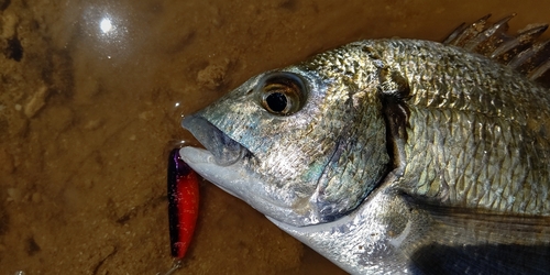 ミナミクロダイの釣果