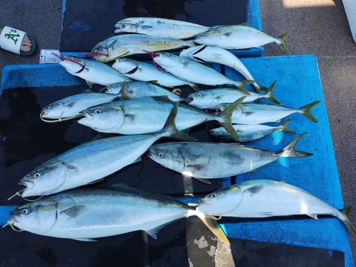 ハマチの釣果