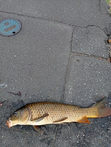 コイの釣果