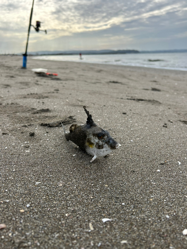 ギマの釣果