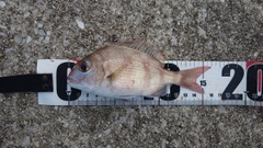 チャリコの釣果