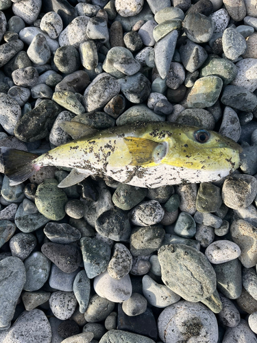 シロサバフグの釣果