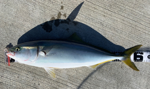 ワラサの釣果