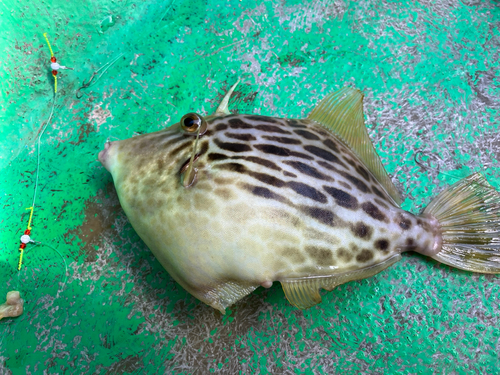 カワハギの釣果