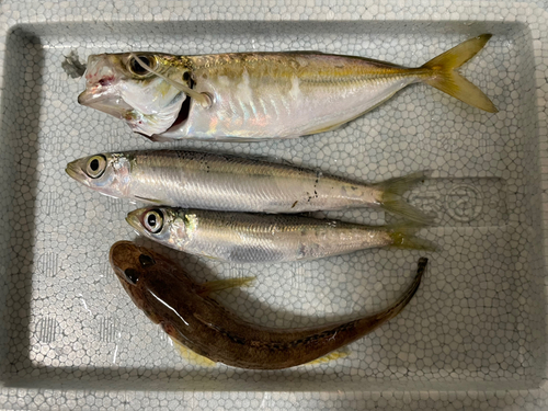 アジの釣果