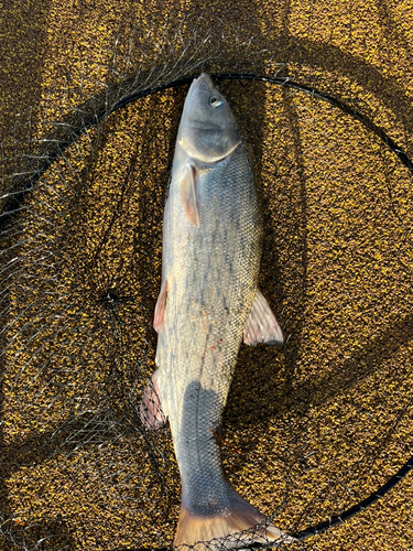 ウグイの釣果