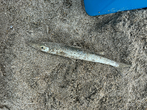 カマスの釣果