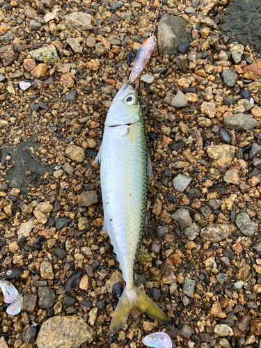 サバの釣果