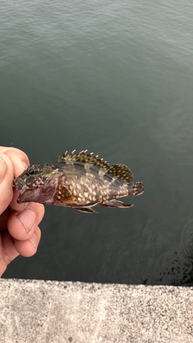 タケノコメバルの釣果