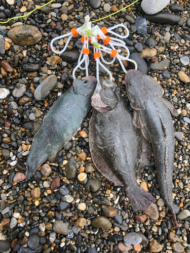 コチの釣果