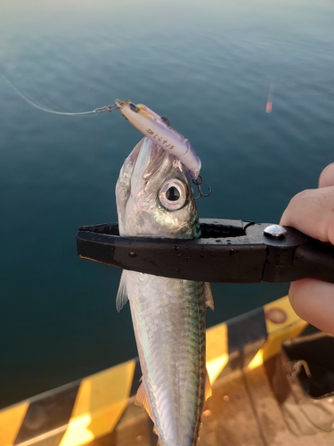 サバの釣果