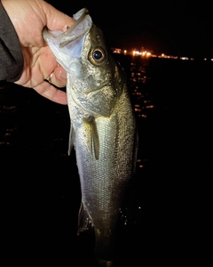 セイゴ（マルスズキ）の釣果