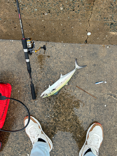 サゴシの釣果