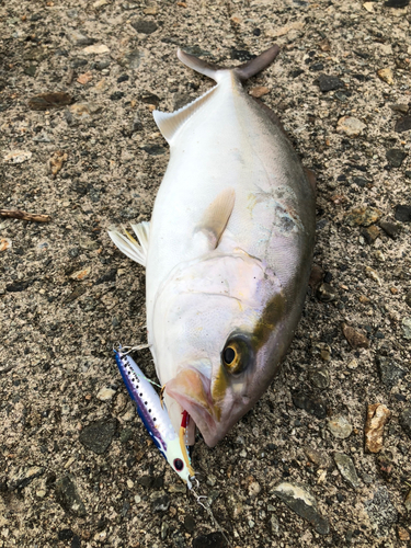 カンパチの釣果