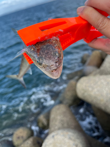 エソの釣果