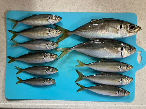 アジの釣果