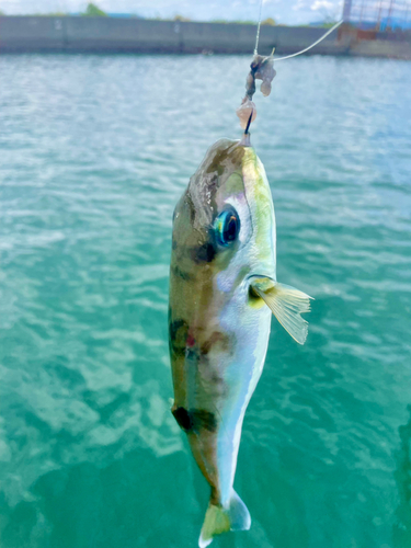 シロサバフグの釣果