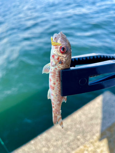 ヒメジの釣果