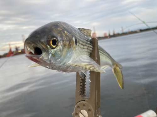 コノシロの釣果