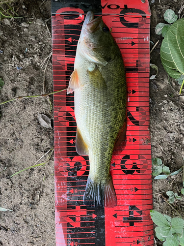 ブラックバスの釣果