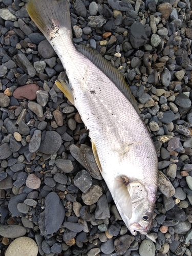 ニベの釣果