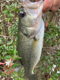 ラージマウスバスの釣果