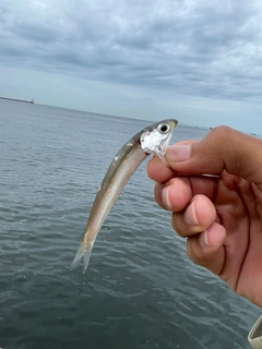 カタクチイワシの釣果