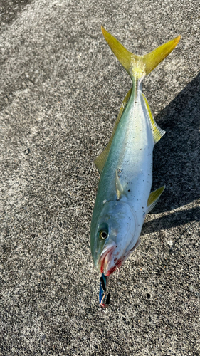 ショッコの釣果