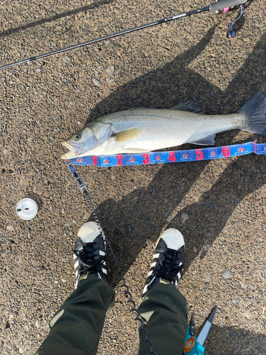 スズキの釣果