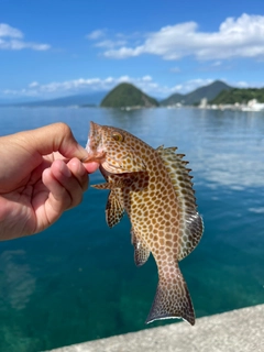 オオモンハタの釣果