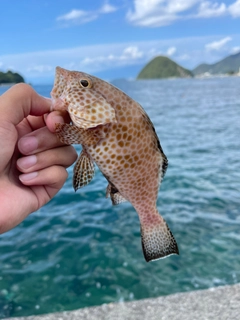 オオモンハタの釣果