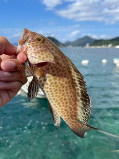 オオモンハタの釣果